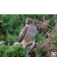 گونه سنقر خاکستری Hen Harrier